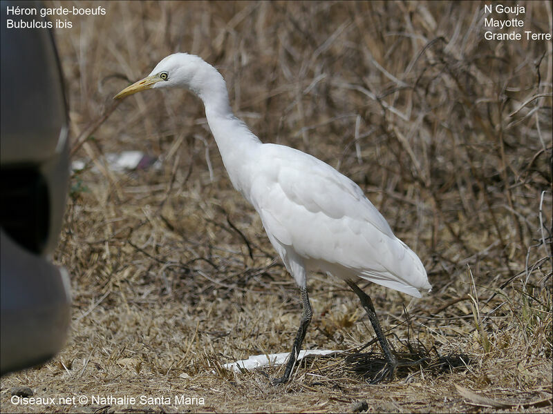 Western Cattle Egretadult, identification, habitat, walking, Behaviour