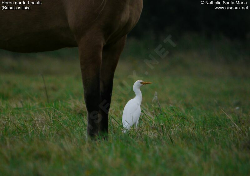 Western Cattle Egretadult, identification, habitat, Behaviour