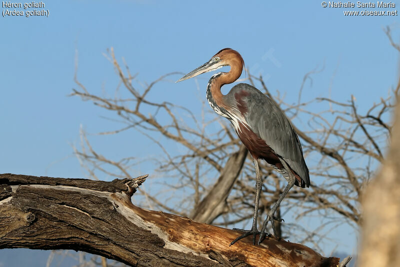 Goliath Heronadult, identification, habitat