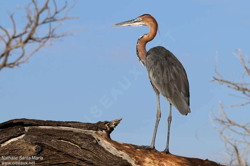 Goliath Heronadult, identification