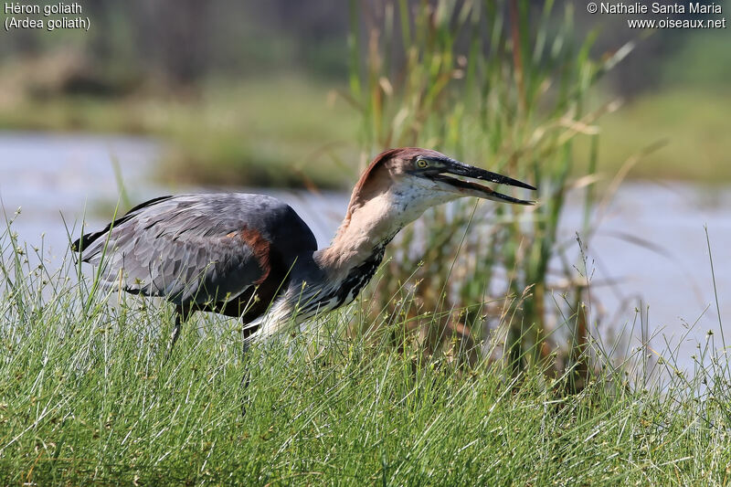 Héron goliathadulte, identification, habitat, mange