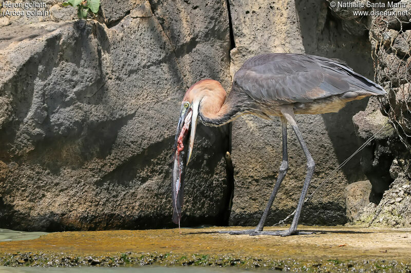 Héron goliathadulte, identification, régime, mange