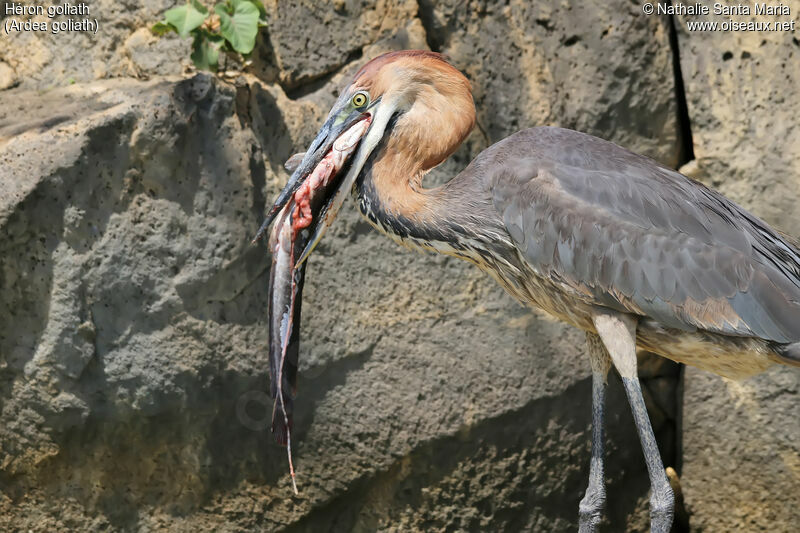 Goliath Heronadult, identification, feeding habits, eats