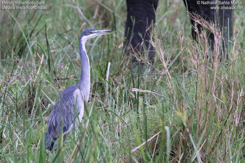 Héron mélanocéphaleimmature, identification, habitat, Comportement