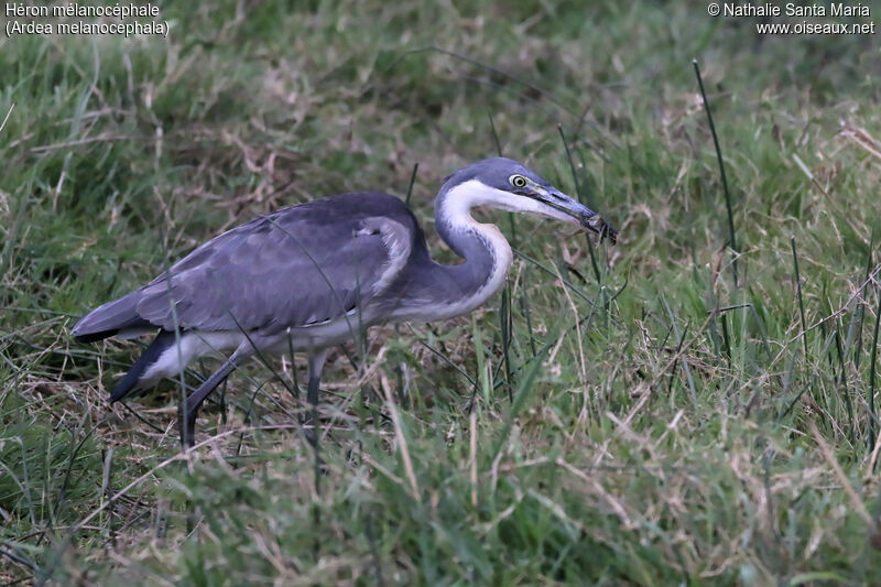 Héron mélanocéphaleimmature, identification, habitat, régime, mange, Comportement