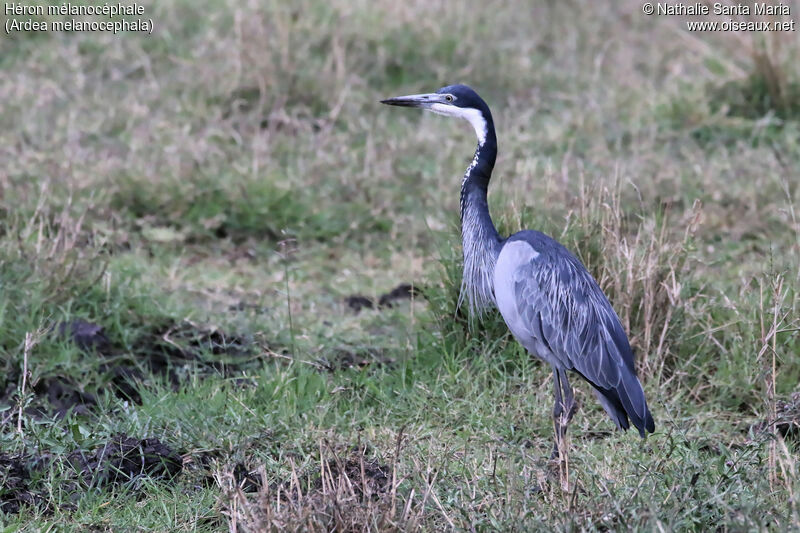 Héron mélanocéphaleadulte, identification, Comportement