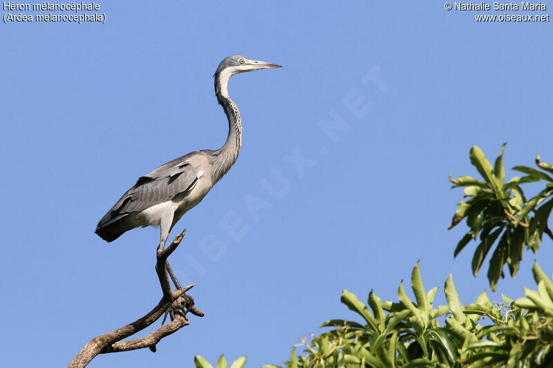 Black-headed Heronimmature, identification, habitat, Behaviour