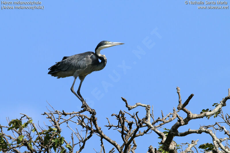 Black-headed Heronadult, identification, Behaviour