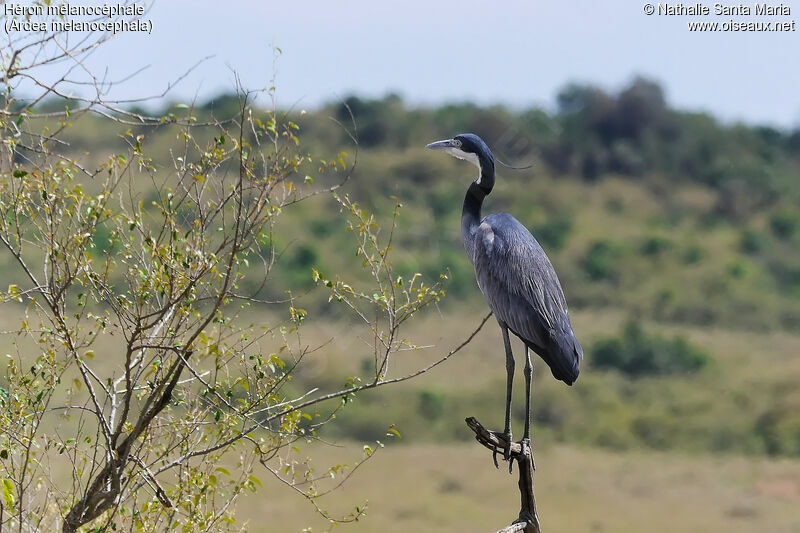 Black-headed Heron male adult breeding, identification, habitat