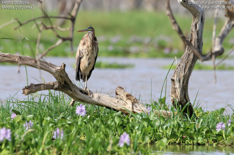 Purple Heronadult, identification, habitat