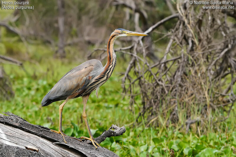 Héron pourpréadulte, identification, habitat, marche