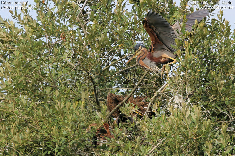 Héron pourpréadulte nuptial, identification, habitat, Nidification, Comportement