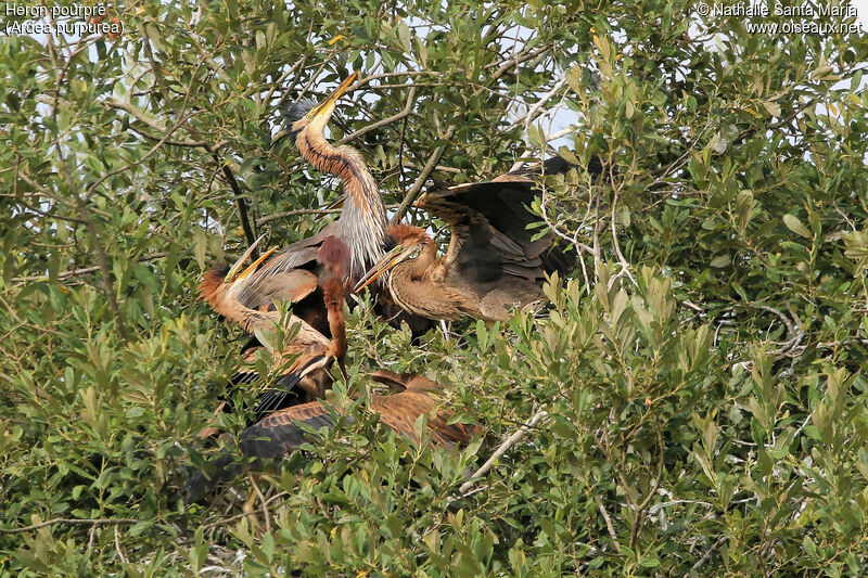 Héron pourpré, identification, habitat, Comportement