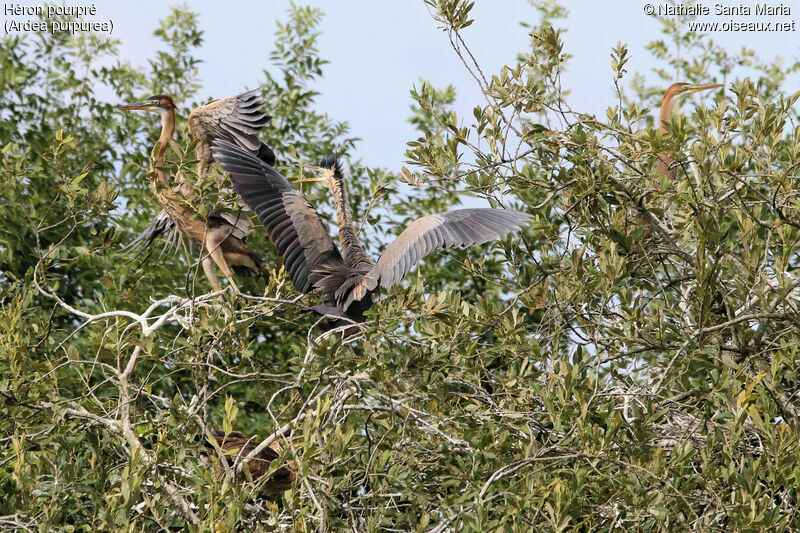 Héron pourpré, identification, habitat, Vol, Nidification, Comportement