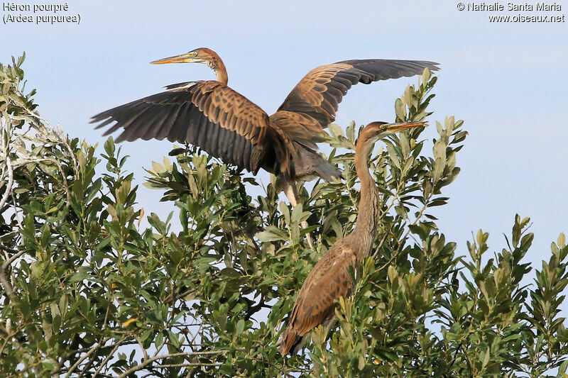 Héron pourpréjuvénile, identification, habitat, Vol, Comportement