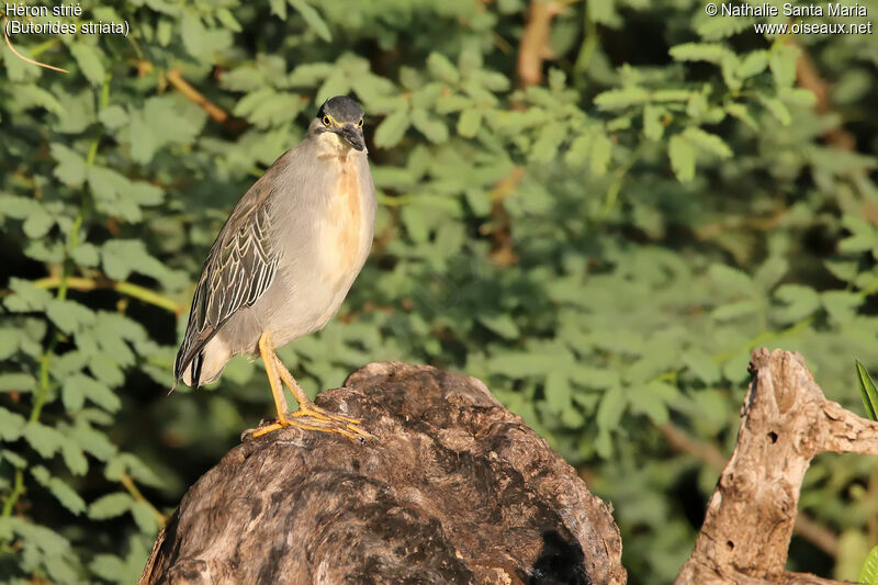 Striated Heronadult, identification, habitat