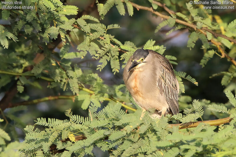 Striated Heronadult, identification, habitat