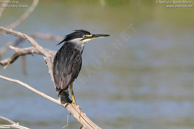 Striated Heronadult, identification, habitat