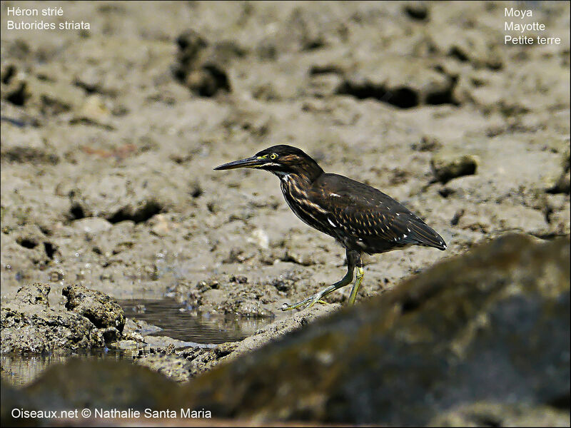 Striated Heronjuvenile, Behaviour