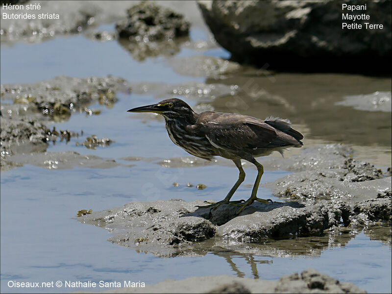 Striated Heronjuvenile, Behaviour