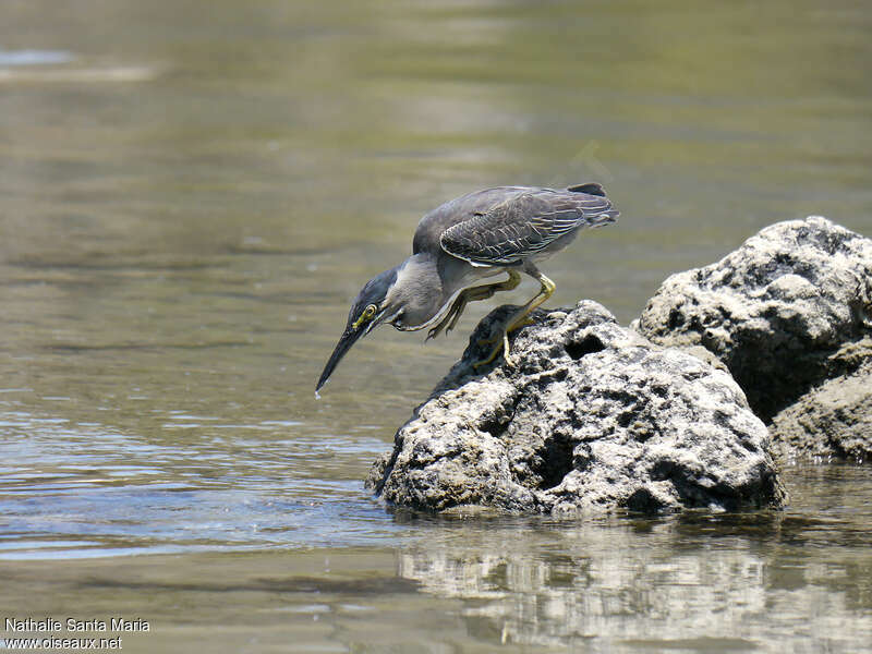 Héron striéadulte nuptial, pêche/chasse, Comportement