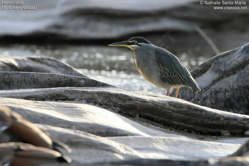 Striated Heronadult, identification, habitat