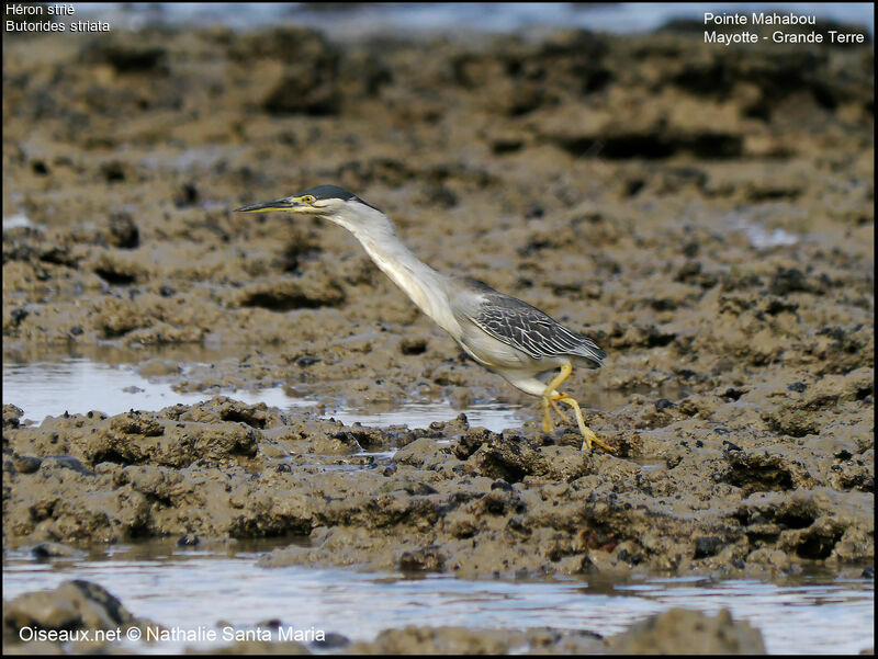 Striated Heronadult, Behaviour