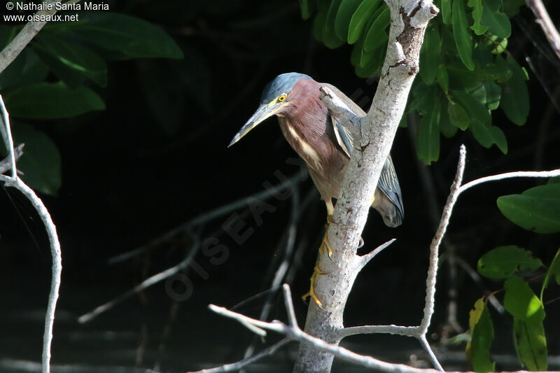 Green Heronadult, identification