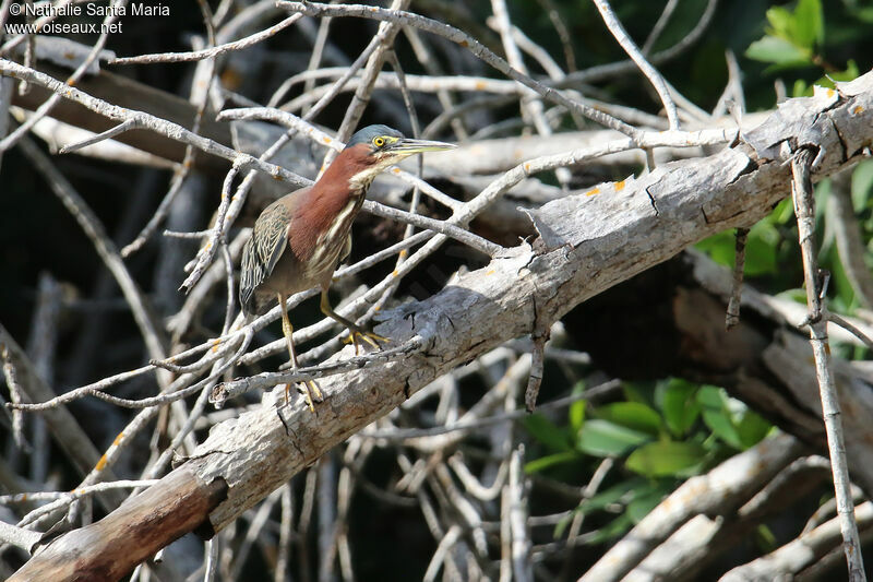 Green Heronadult, identification