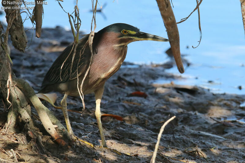 Héron vertadulte, identification