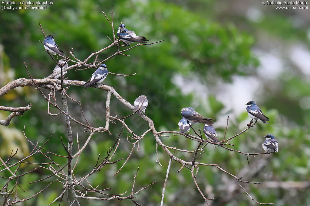 Hirondelle à ailes blanches