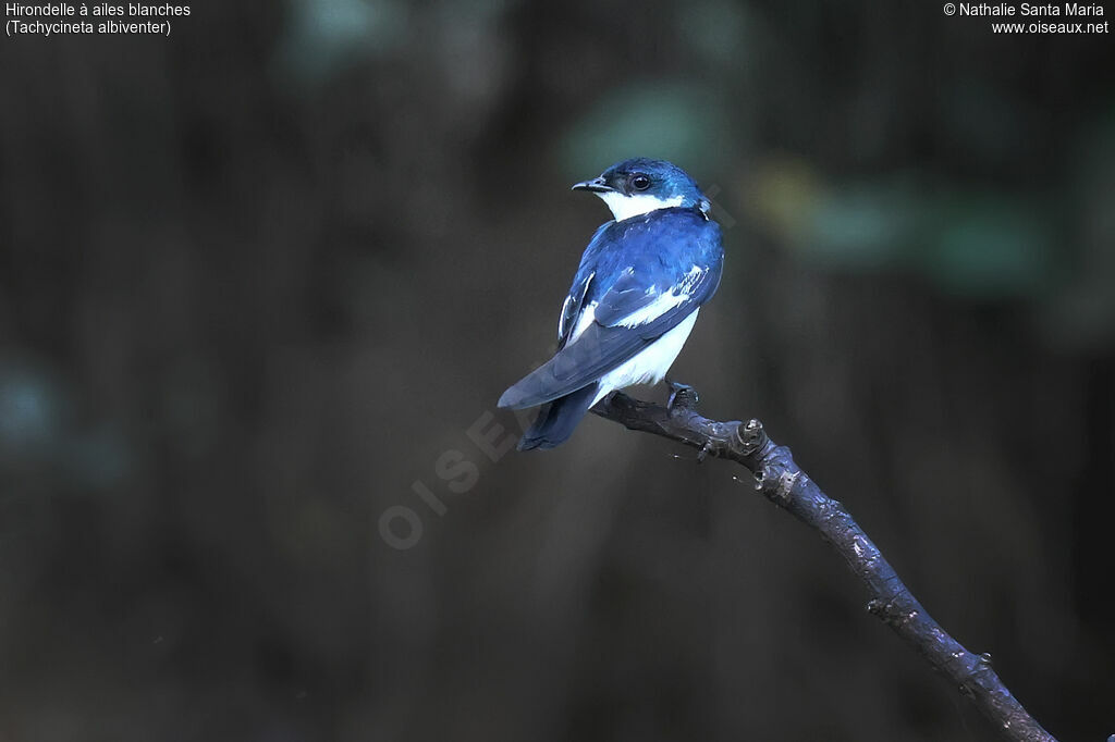 White-winged Swallowadult, identification, pigmentation