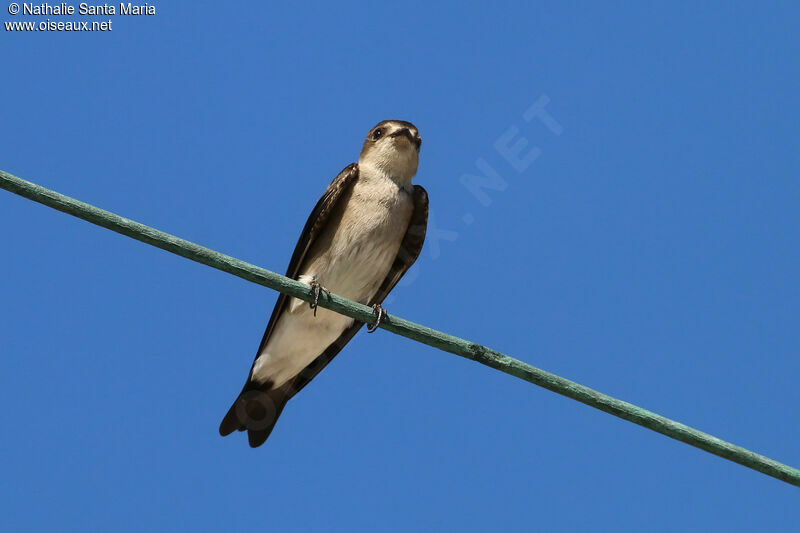 Northern Rough-winged Swallowadult, identification