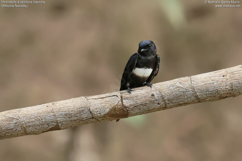 White-banded Swallowadult, identification, pigmentation