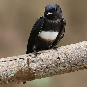 Hirondelle à ceinture blanche