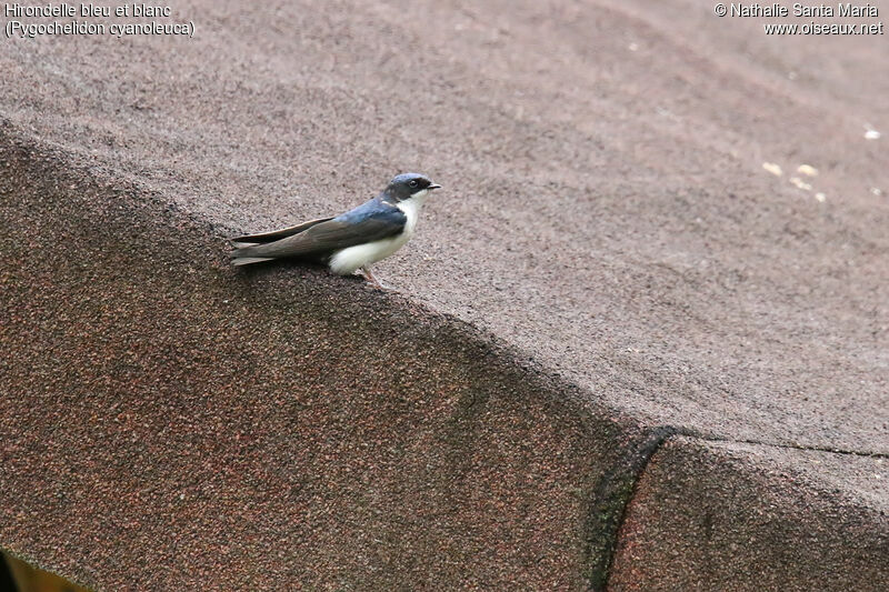 Hirondelle bleu et blancadulte, identification