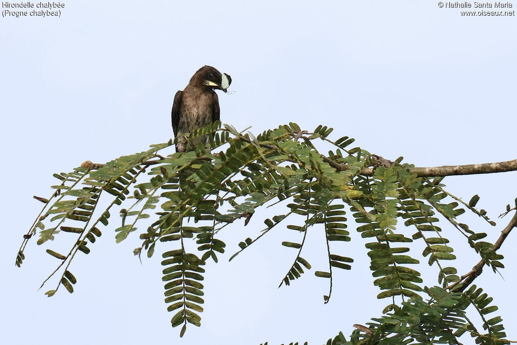 Grey-breasted Martinadult, identification, feeding habits, eats