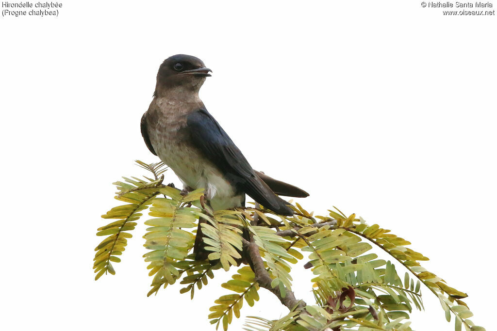 Hirondelle chalybéeadulte, identification