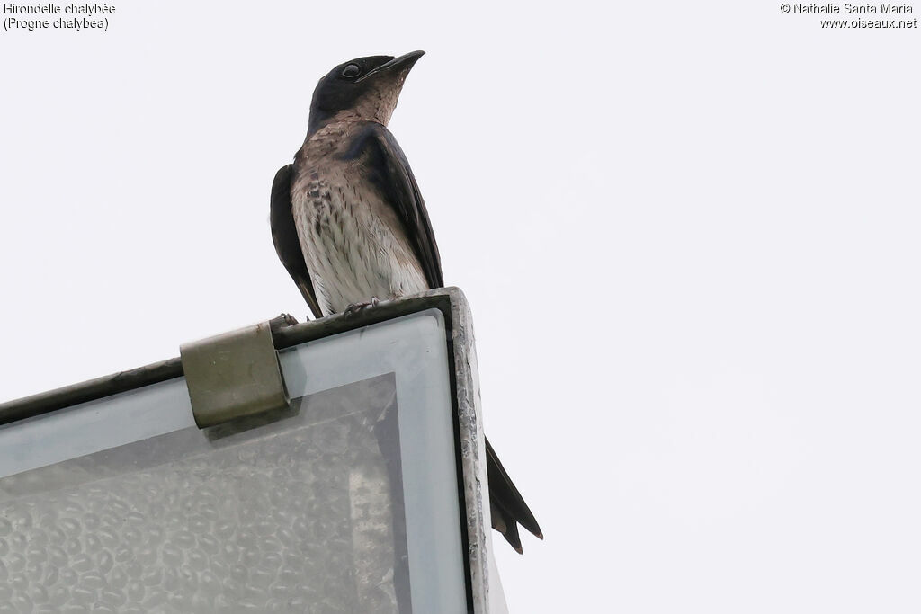 Hirondelle chalybéeadulte, identification, pigmentation