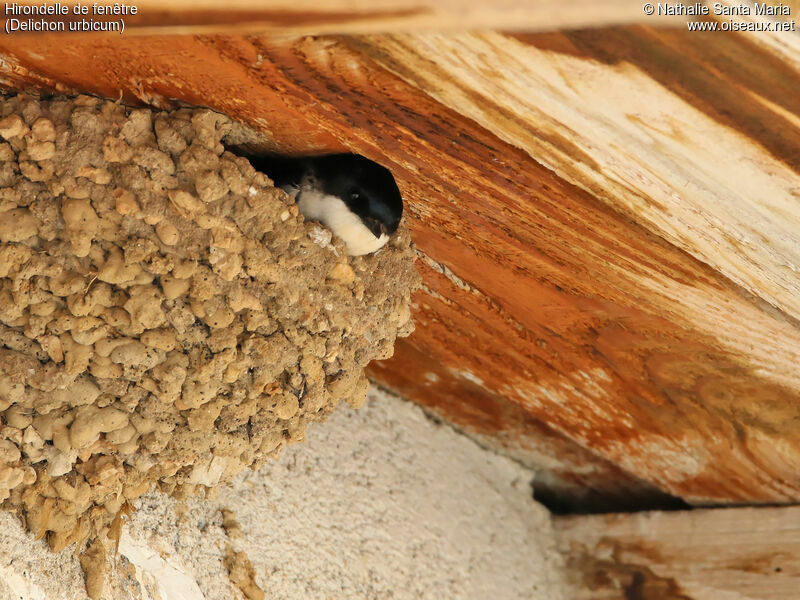 Hirondelle de fenêtreadulte, identification, habitat, Nidification