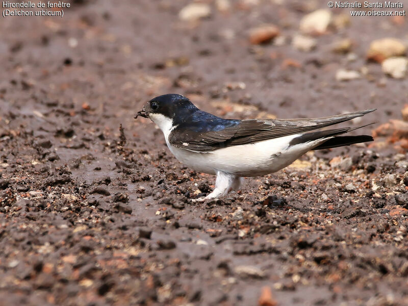 Common House Martinadult, identification, habitat, walking, Reproduction-nesting