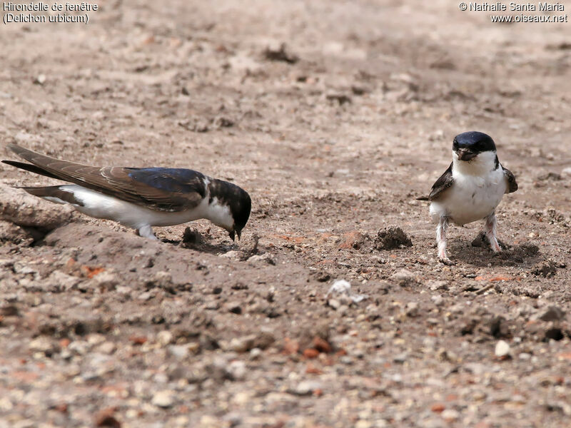 Common House Martinadult, identification, habitat, walking, Reproduction-nesting