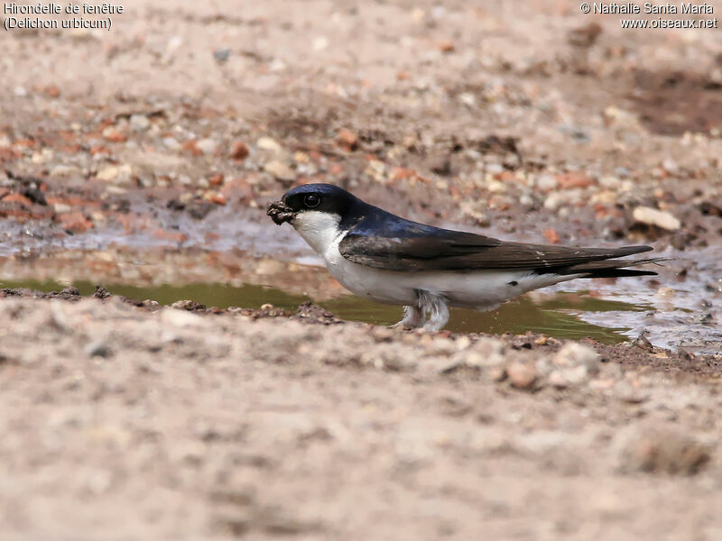 Common House Martinadult, identification, habitat, walking, Reproduction-nesting