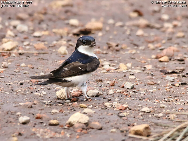 Common House Martinadult, identification, habitat, walking, Behaviour