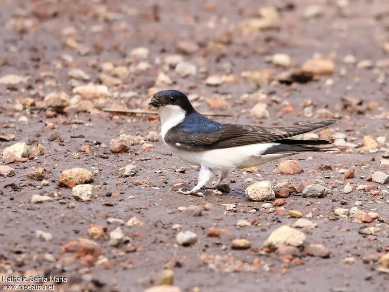 Common House Martinadult, Behaviour