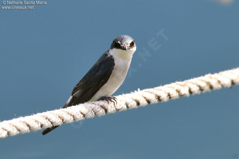 Hirondelle des mangrovesadulte, identification