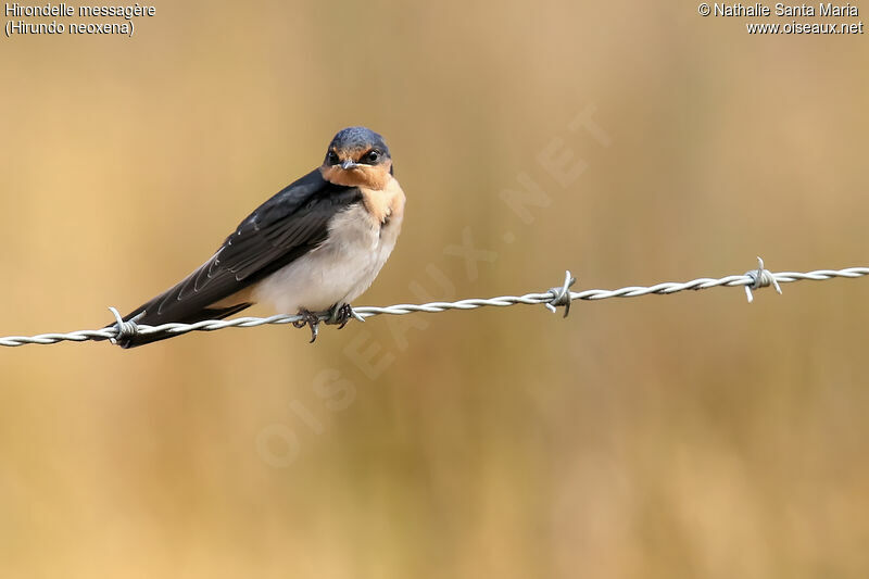 Welcome Swallowjuvenile, identification