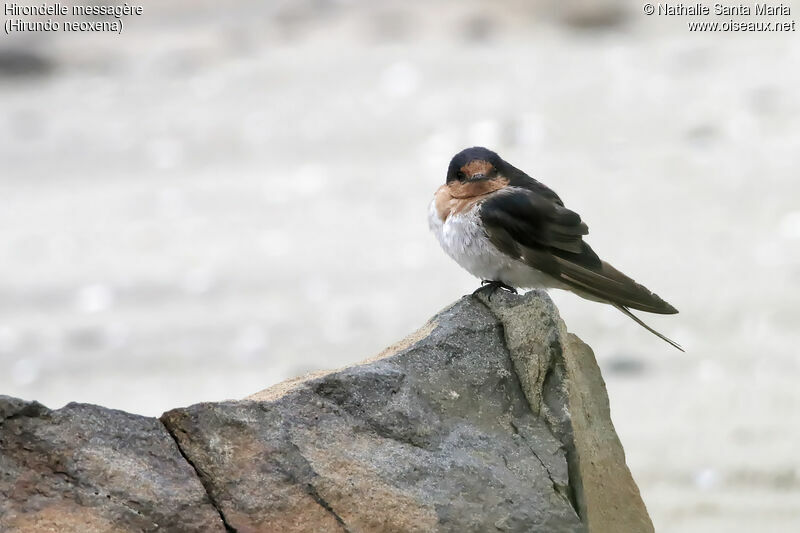 Hirondelle messagèreadulte, identification