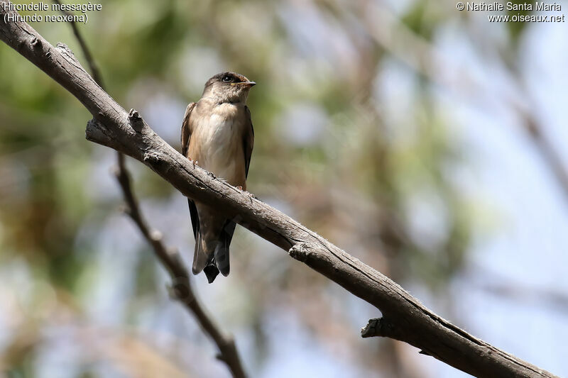 Welcome Swallowjuvenile, identification