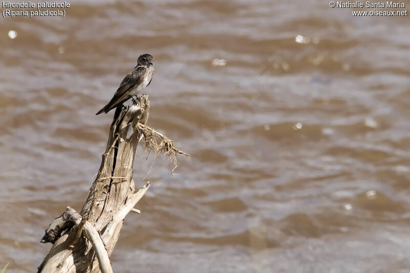 Brown-throated Martinadult, habitat, moulting